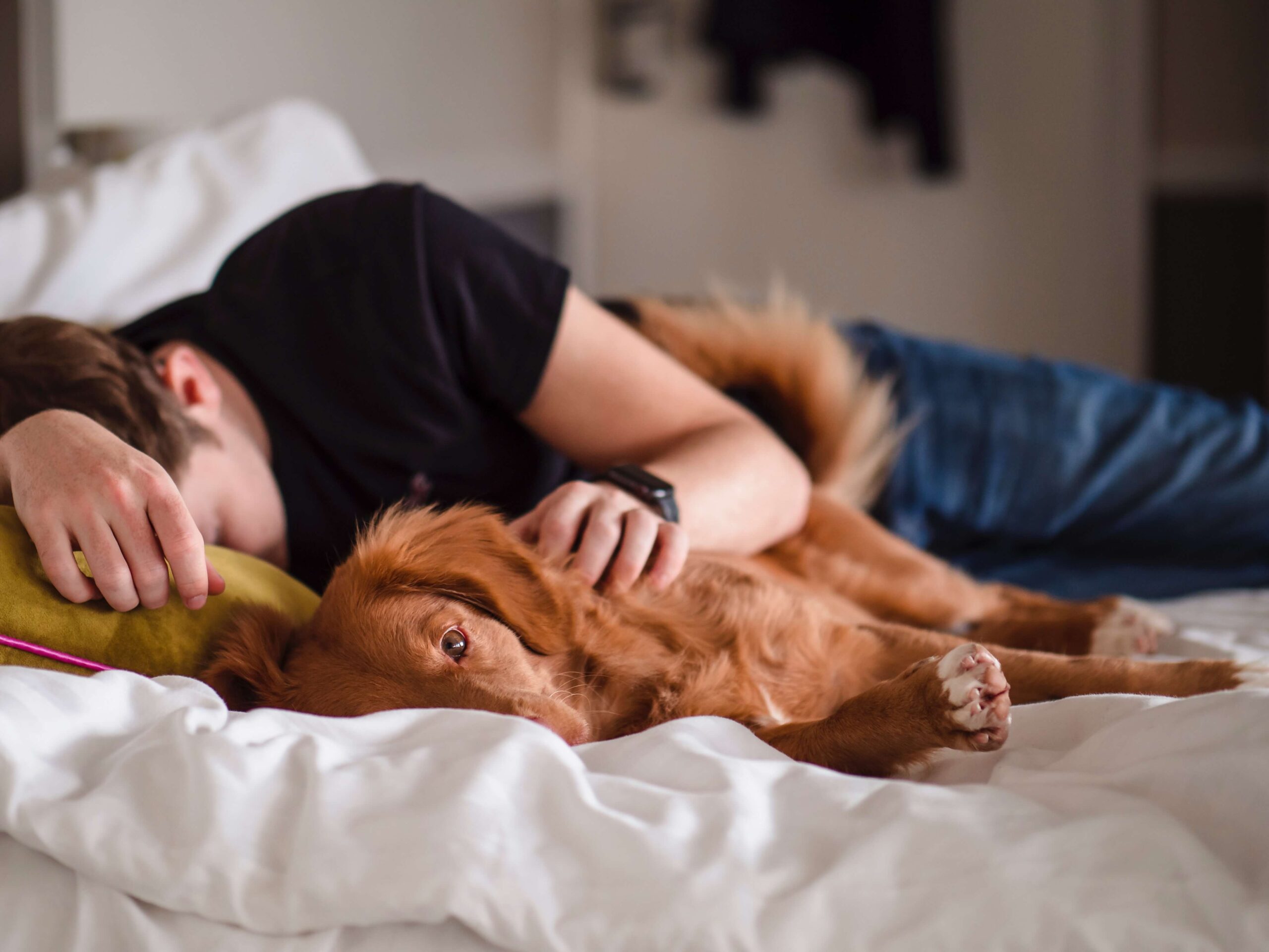 6 tipp, hogy Ön és kutyája jobban aludjon